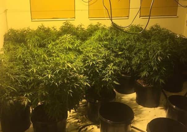 A cannabis farm in Hemsworth was shut down by police.