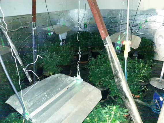 Cannabis farm busted in Airedale
