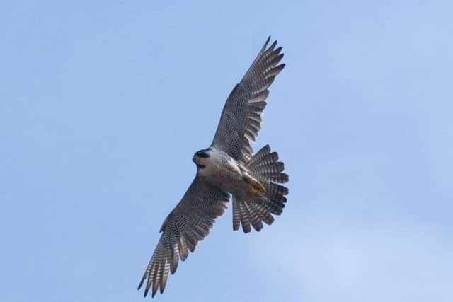 Peregrine Falcon. Picture: Julie Knowles