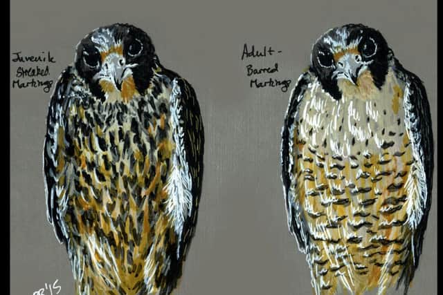 Hoshi Dee's picture contrasting the juvenile and adult plumages of a peregrine falcon.