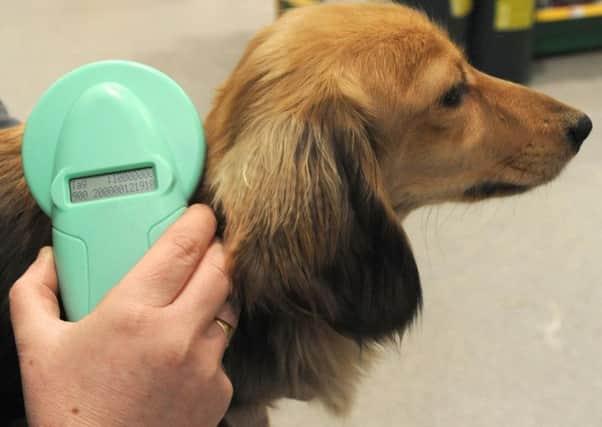 From April 6, all dogs in England, Scotland and Wales will have to be microchipped.