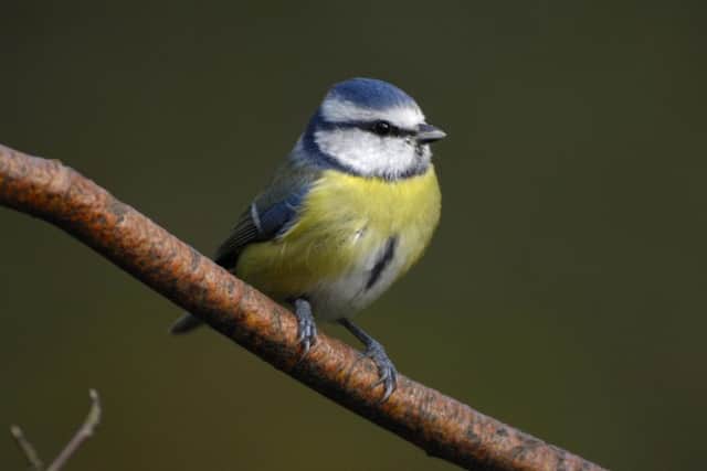 A blue tit. Picture: Ray Kennedy (rspb-images.com)