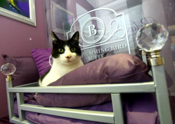 The Ings Luxury Cat Hotel in Thornhill. Seb enjoys the hotel. (D524H350)