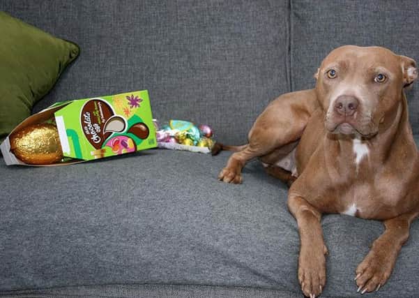 Chocolate is the main cause of poisonings in dogs.