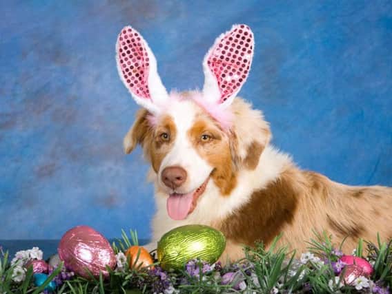 Keep your Easter eggs away from pets.