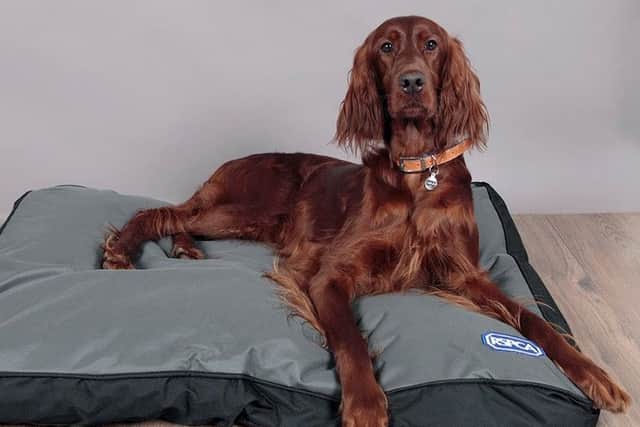 One of the red setters, Bridie, after being brought back to full health