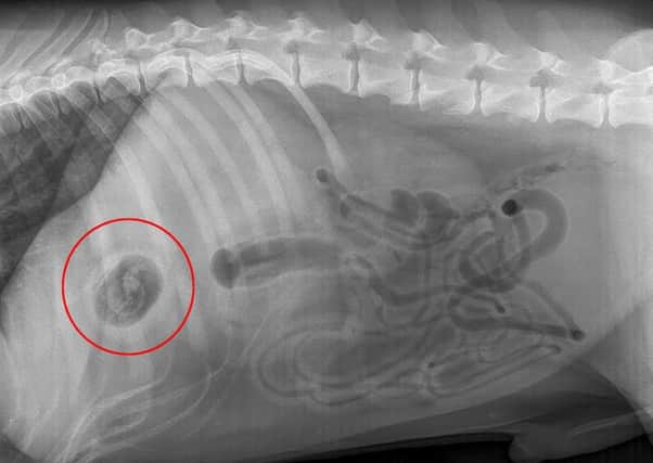 Nine-year-old Bobo was rushed to the vets when he swallowed a Kinder egg. Picture: Ross Parry Agency