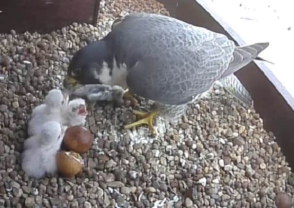 Three peregrine chicks hatched atop Wakefield Cathedral.