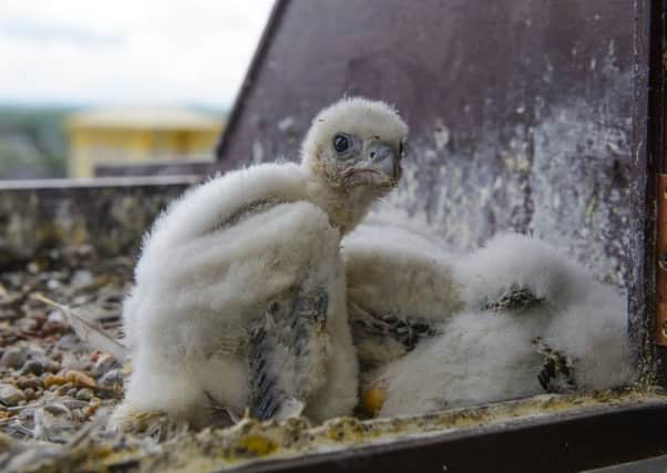 Peregrine chicks at Wakefield Cathedral.