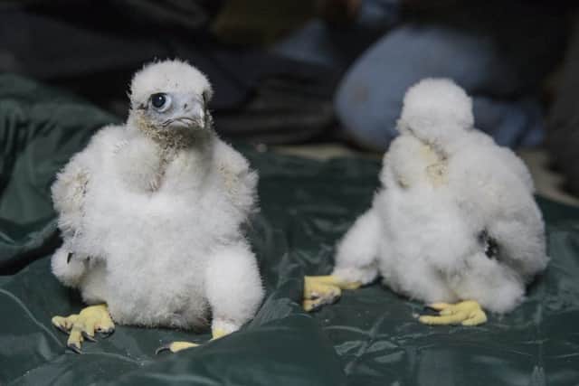 Wakefield Cathedral peregrine chicks.
Picture: John Gardner.