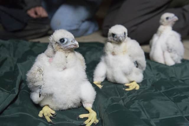 Peregrine chicks are placed on a ringing mat for their identification rings 
Picture: John Gardner.