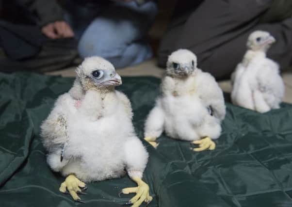 Peregrine chicks are placed on a ringing mat for their identification rings to be fitted.  Picture: John Gardner.
