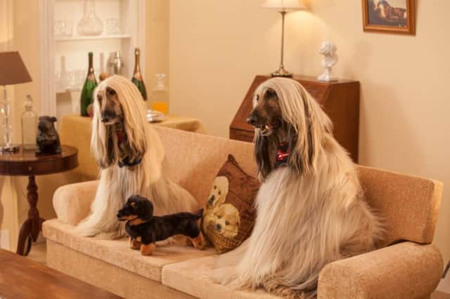 Afghan hounds Luca and Autumn on set of the filming of Wagg's dog parody of Dogglebox.
