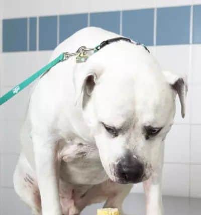 Hooch, an American Bulldog that underwent emergency surgery at PDSA's Bradford Pet Hospital after swallowing a corn on the cob husk.