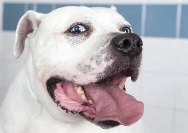 Hooch, an American Bulldog that underwent emergency surgery.