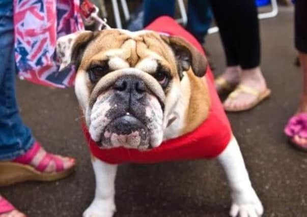 It's been said that more people seem to be enamoured with the British bulldog's appearance than concerned about its health.