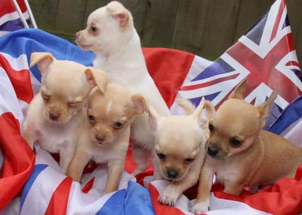 These rescued Chihuahuas have been named after Yorkshire's olympic hopefuls - triathletes Alistair and Jonny Brownlee, boxer Nicola Adams, diver Alicia Blagg and gymnast Nile Wilson.Ross Parry.