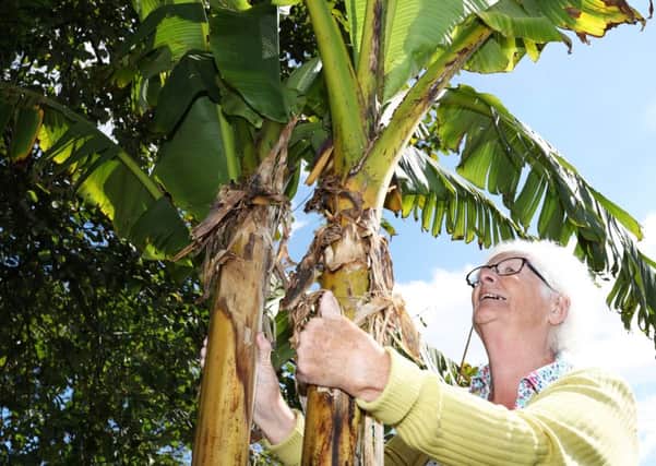 Esther Holmes has two flowering banana plants growing in her garden, which is very unusual, and the second one she thinks is bigger than that at Nostell Priory.
