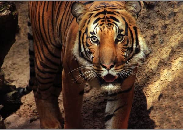 Bengal Tiger by Ashley Gatt