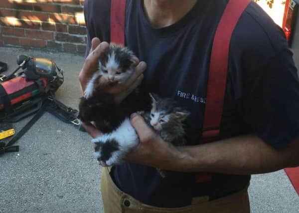 Kittens rescued from a bungalow fire in Chickenley. Credit Genna Kent / Andy Noonan