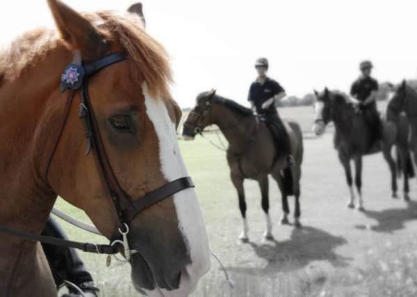 Fimber, the West Yorkshire Police horse who died last year.