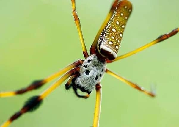 Brazilian wandering spider aka the Banana spider or Armed spider. Photo: Bananovyi_Pauk