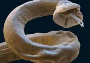 Lungworm can be fatal to dogs.
