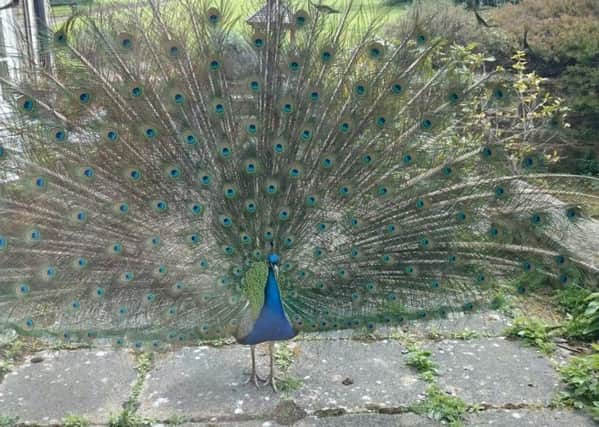 SHOWING NO MORE: Pat the Peacock, who lived in the picturesque village of Thimbleby, North Yorkshire but is feared to have been shot dead.