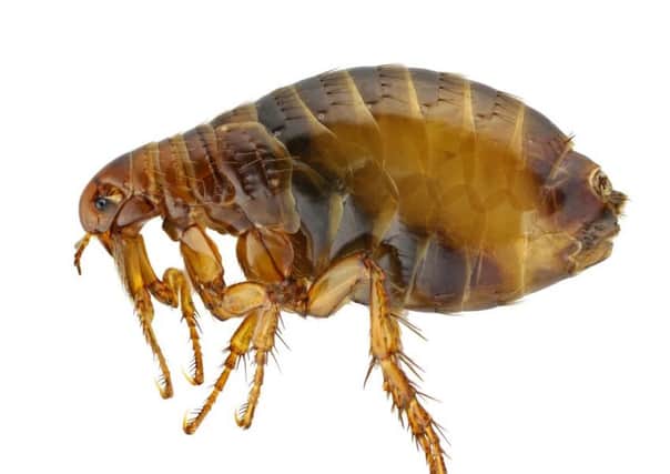 The so-called super-fleas are far bigger than other species of the bug and have a penis two and a half times their body length