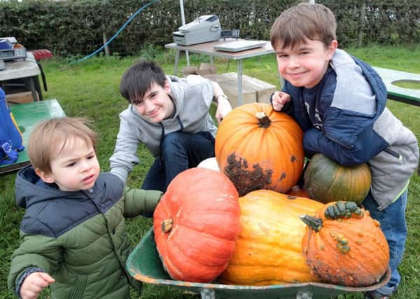 Ethan, Luke and Spencer Hardwick with their pumpkins.