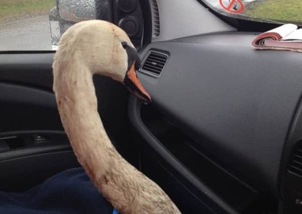 The injured swan got ride to the Yorkshire Swan and Wildlife Rescue centre.