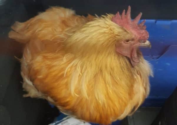 Police had rescued the clucky cockerel from the central reservation of the motorway.