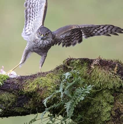 John Boyd, of Normanton Camera Club, scored full marks for this shot of a sparrowhawk with her kill.