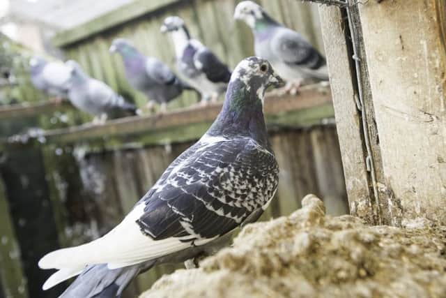 Hundreds of pigeons have been stolen.