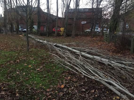 A fallen tree near a children's play area in Horbury Bridge.