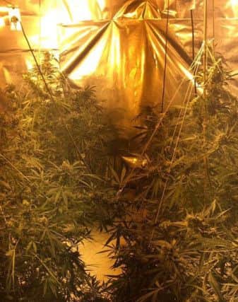 Police posted this picture of the cannabis farm on Facebook.