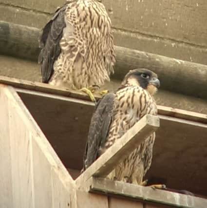 Peregrines on Wakefield Cathedral by Francis Hickenbottom.