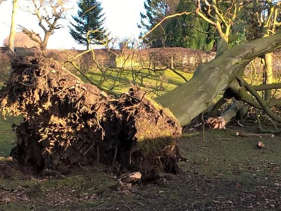Reader Mr Newman shared this dramatic picture of a tree uprooted by the high winds at Slead Hall, Brighouse.