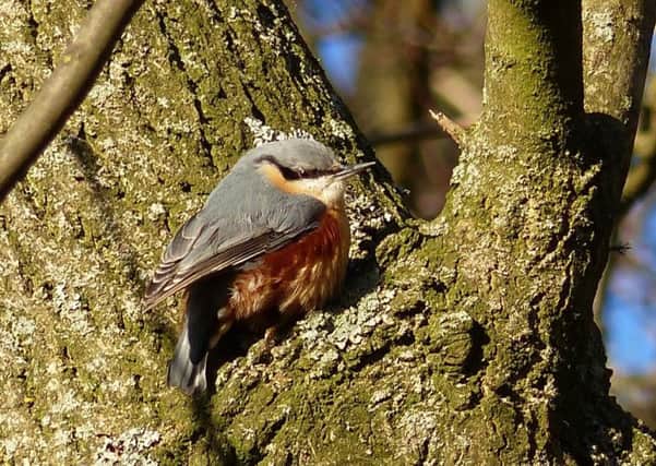 A nuthatch, one of the birds you could see on the RSPB's Big Garden Birdwatch (January 28 to 30).