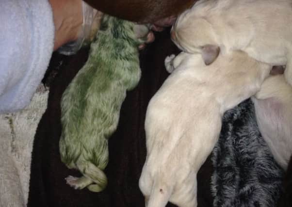 Dog owners were astonished when their two-year-old chocolate Labrador gave birth to an actual green puppy. 

The little bright green ball of fur was nicknamed Fifi after Princess Fiona from Shrek