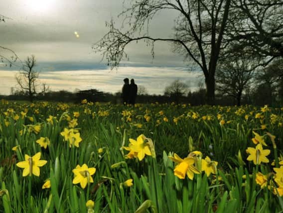 Daffodils bloom at Temple Newsam in Leeds.