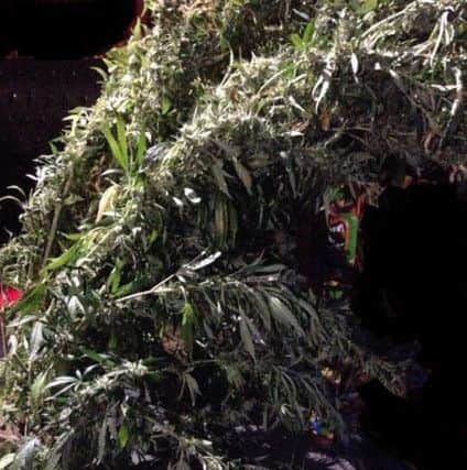 Police found 40 cannabis plants when they raided a nightclub in Wakefield.