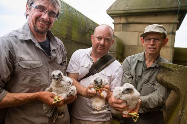 May 27, 2017 peregrine chicks ringed at Wakefield Cathedral.
Picture by Will Forrest