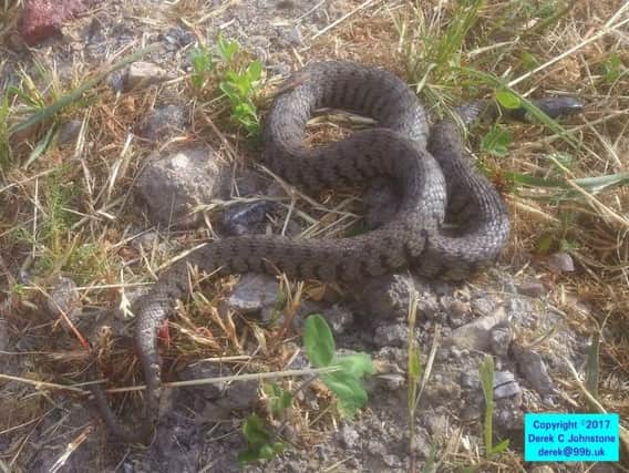 The grass snake which was recovered from the new link road