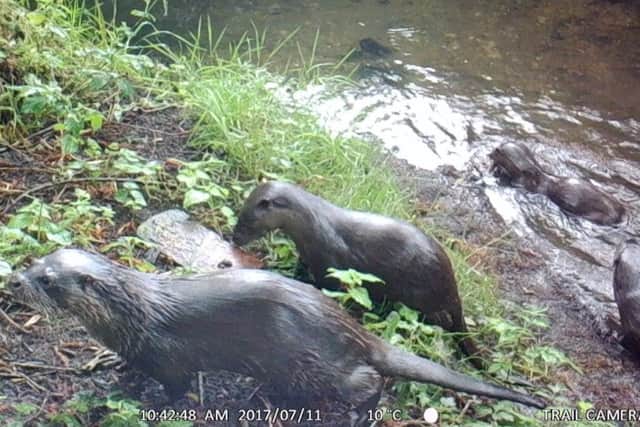 COMEBACK TRAIL: A family of otters have been spotted in broad daylight on a river in Pontefract.