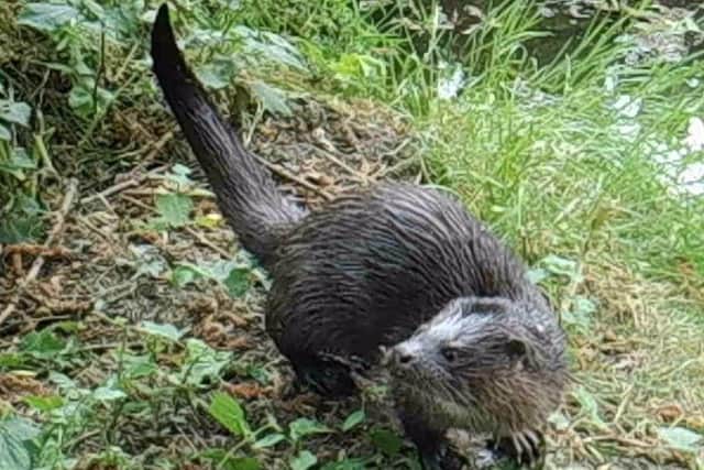 An otter almost looks into the lens. Picture: Courtesy of Francis Hickenbottom.