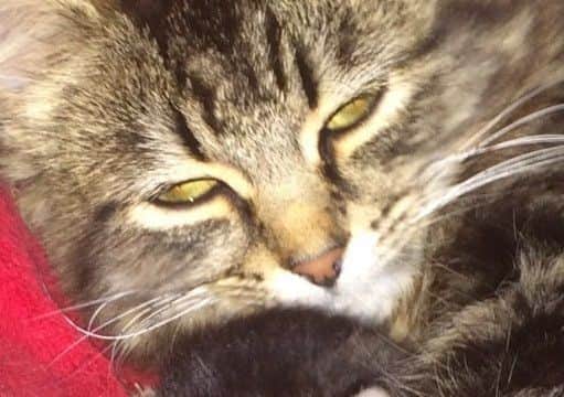One of Chelse Radford's kittens dumped in a bin in Hemsworth.
