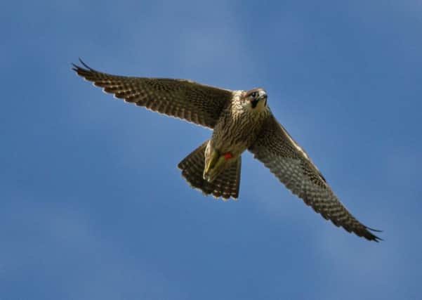 Peregrine falcon by Richard Willison