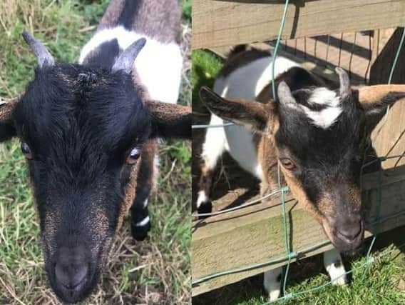 The goats stolen from Kirkhamgate