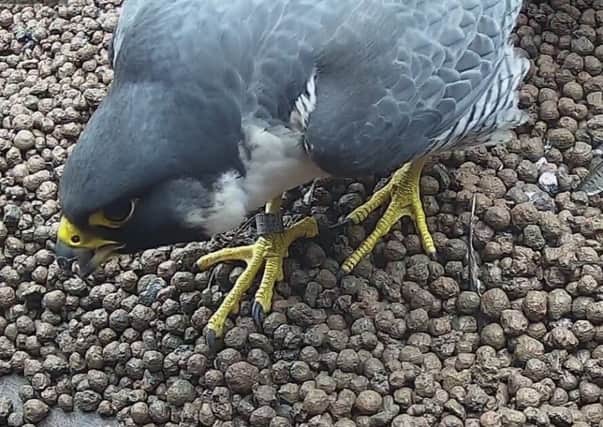 TRACED: Daniel Wilby used webcam footage to help identify the origins of this city centre peregrine.